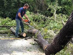 How Our Tree Care Process Works  in  Central Falls, RI