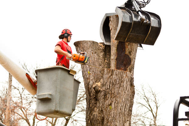 Mulching Services in Central Falls, RI